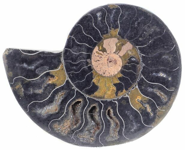 Split Black/Orange Ammonite (Half) - Unusual Coloration #55646